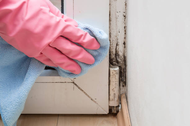 Best Localized Mold Remediation (e.g., coastal areas, humid climates) in Coord, NC